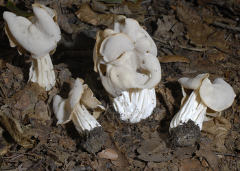 Herbstlorchel (Helvella crispa) - © Heinz Prelicz